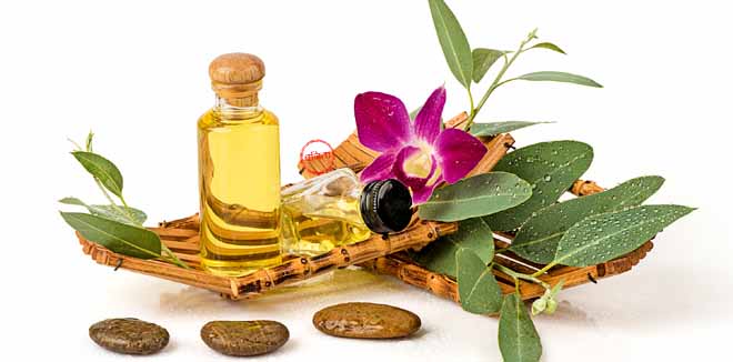 Eucalyptus Essential Oil : Ingredients for cosmetics, body massage and spa.