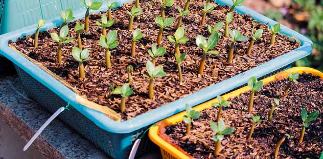 gardening-1 gardening-1