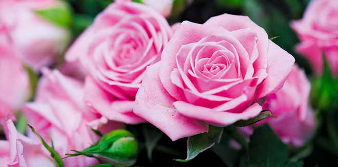 gardening-4 gardening-4