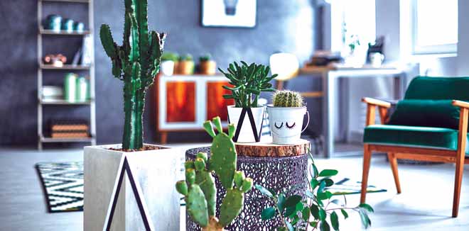 cactus-1