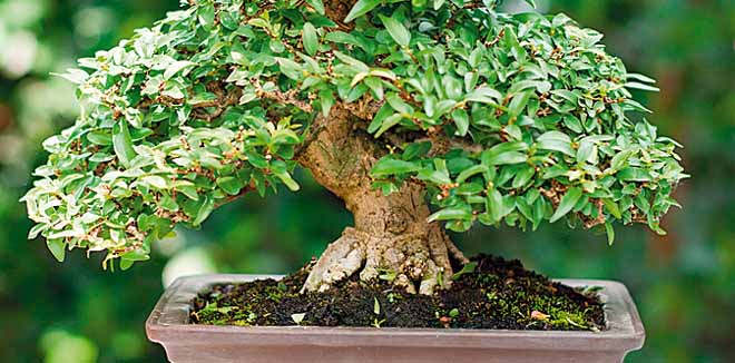 bonsai-plant-1 bonsai-plant-1