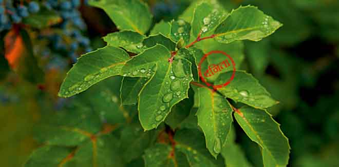 Dew and rain drops on the leaves of a bush with blue berries in a city park.