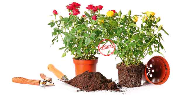rose-1 Rose plants and gardening supplies on white background