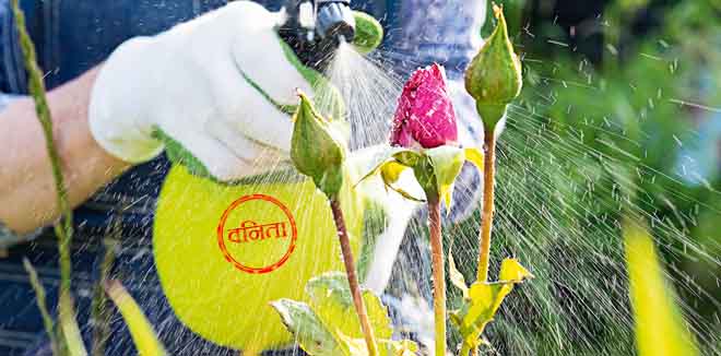rose-2 Woman spraying flowers in the garden