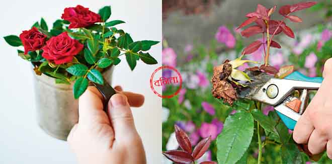 rose-4 rose-4