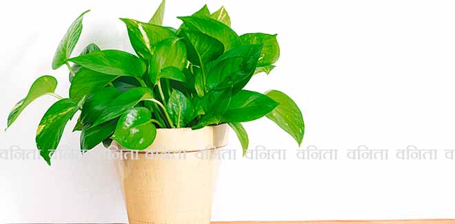 Money plant in pot on table for home decor