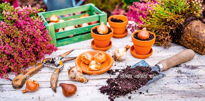 fertilizer Bulbs of flowers ready for autumn planting.