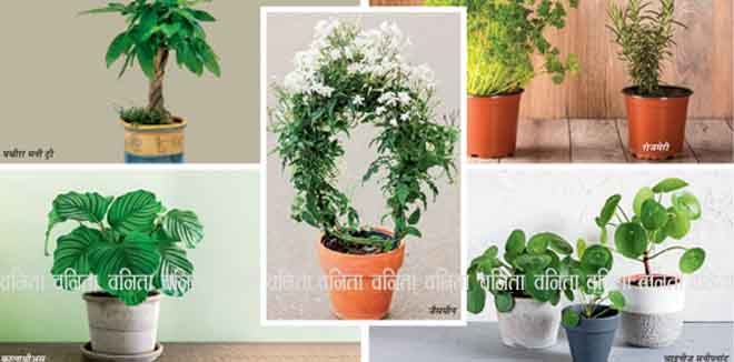 plants-for-good-luck