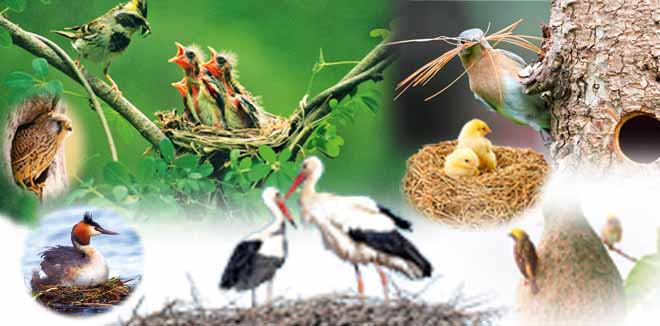 Nest