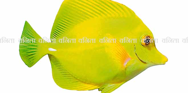 Zebrasoma aquarium fish isolated on white background