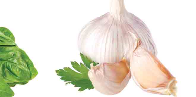 garlic