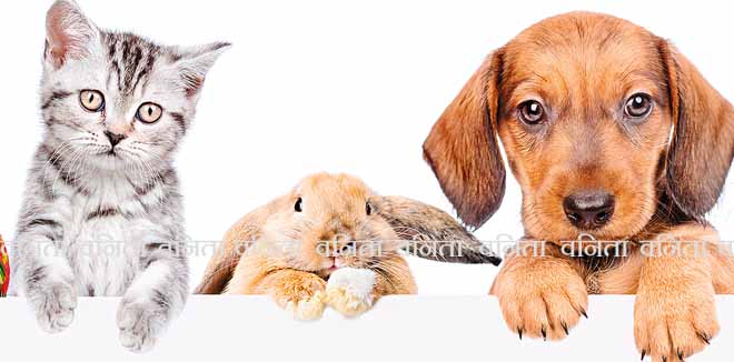 Group of pets  over empty white banner. isolated on white background. Space for text