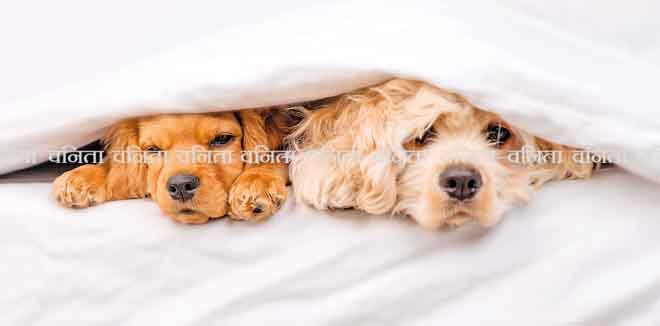 American Cocker spaniel puppy and English Cocker spaniel puppy heating under white warm blanket on a bed at home
