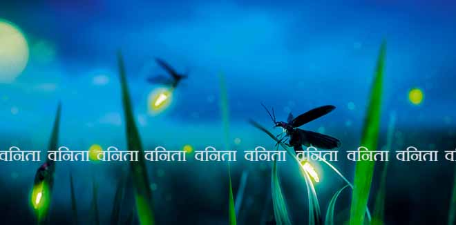 glowing firefly on a grass filed at night