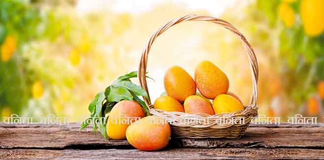 Mango in basket with leaves on wooden table and Mango tree farm with sunlight background.
